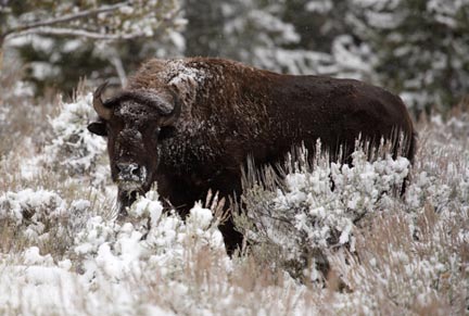 Bison Buffalo Grand Teton National Park Wyoming Jackson Hole Wildlife photography