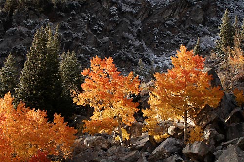 Fall Aspen Trees Foliage Little Cottonwood Canyon Wasatch Mountains Utah