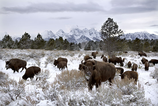 Bison, Grand Teton National Park, Wyoming - photographer David Whitten, Buffalo Jackson Hole wildlife photography