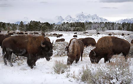 Bison Buffalo images Grand Teton National Park Wyoming Jackson Hole wildlife photography