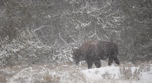 Buffalo Bison photography Grand Teton National Park Wyoming Jackson Hole Wildlife