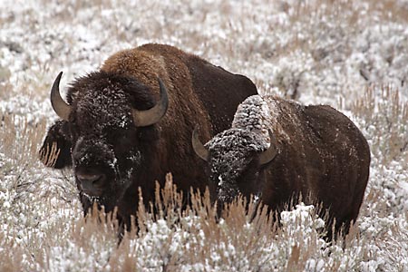 Bison Buffalo Grand Teton National Park Wyoming Jackson Hole, Tetons, wildlife photography