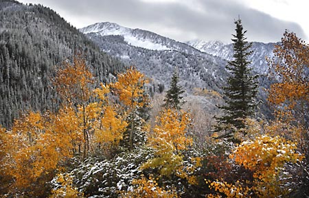 Autumn Aspen Trees, Little Cottonwood Canyon, Wasatch Mountains, Utah photograph