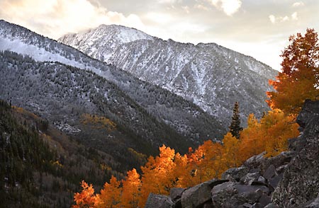 Fall Foliage Aspen Trees Photograph Little Cottonwood Canyon Wasatch Mountains Utah