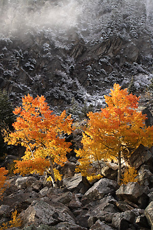Autumn Fall Foliage Aspen Trees Wasatch Mountains Utah