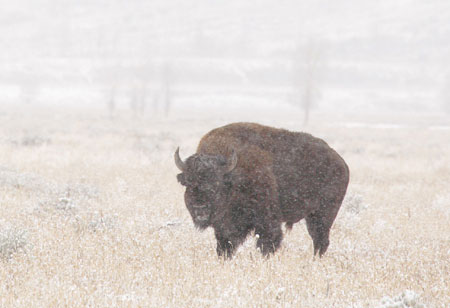 Buffalo photo Grand Teton National Park Wyoming Bison Jackson Hole Wildlife photography