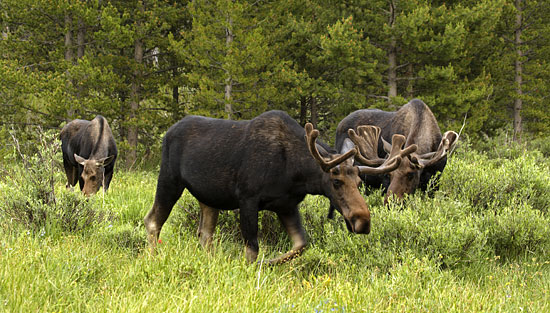 Wildlife photography, Three Moose, Uinta Mountains, Utah