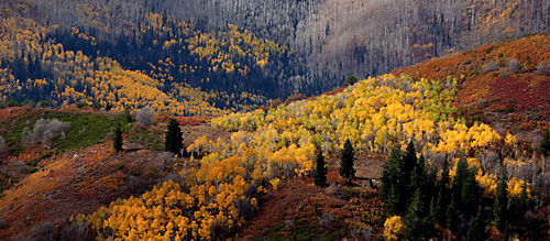 Autumn Forest Wasatch Mountain State Park Utah