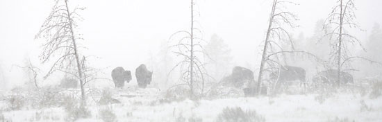 Bison Buffalo photographs Grand Teton National Park Wyoming Jackson Hole wildlife photography