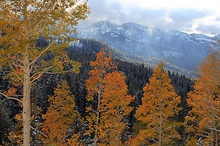 Autumn Aspen Trees, Big Cottonwood Canyon, Wasatch Mountains photography, Utah