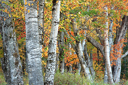 Birch Trees, White Mountains, New Hampshire