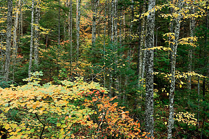 Autumn Forest, White Mountains, New Hampshire