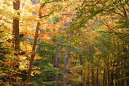 Autumn Forest, White Mountains, New Hampshire