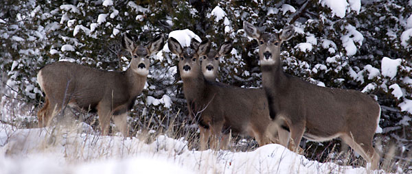 Mule Deer photograph Does