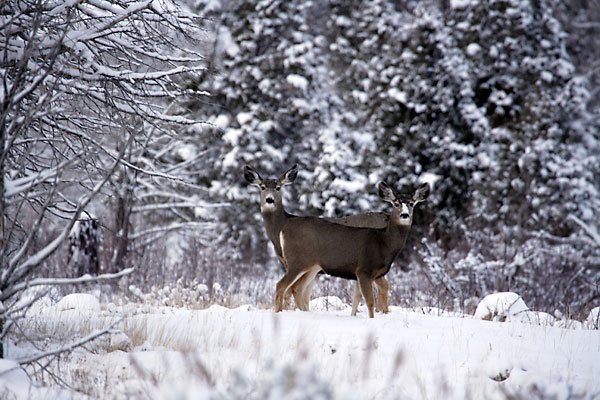 photograph of Mule Deer Does