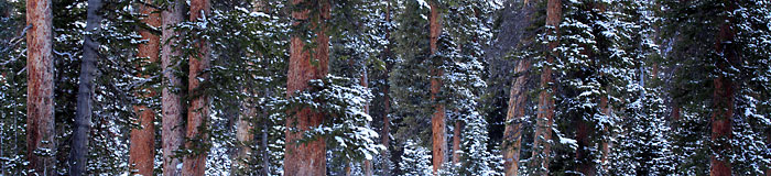 Beautiful Winter Scene Forest Snow Mountains Panorama Panoramic Photograph Photographer David Whitten
