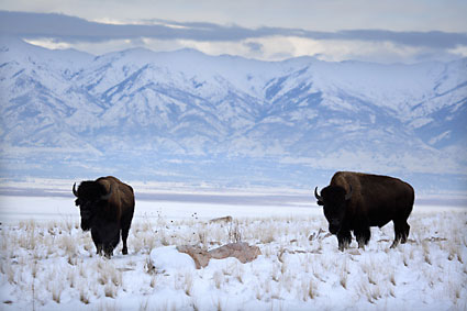 Buffalo photo - Antelope Island Great Salt Lake Utah