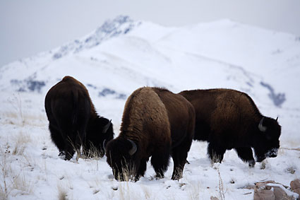 photograph - Buffalo Antelope Island Great Salt Lake Utah wildlife