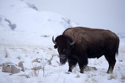 Buffalo photo Antelope Island Great Salt Lake Utah