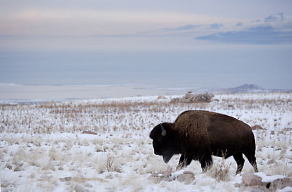 Buffalo photography Antelope Island Great Salt Lake Utah wildlife