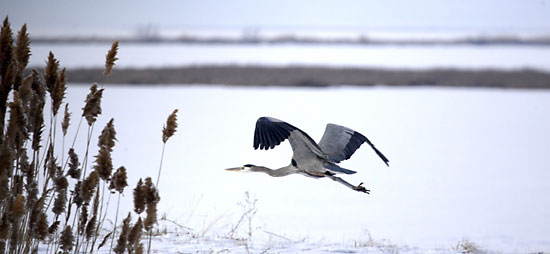 Heron Bear River Migratory Bird Refuge Utah