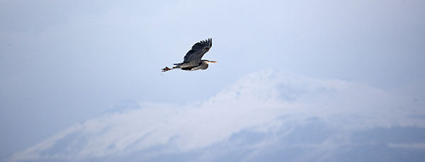 Heron Bear River Migratory Bird Refuge Utah