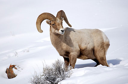 Bighorn Sheep Ram Gros Ventre Mountains Wyoming