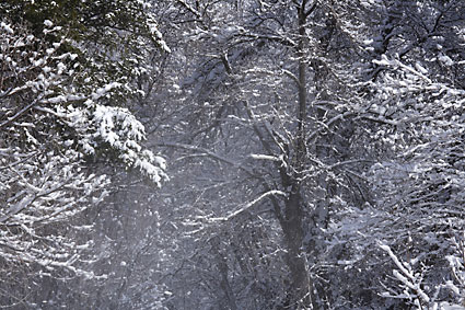 Winter Cottonwood Trees Blowing Snow Provo Canyon Utah David Whitten Photo
