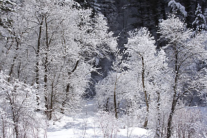 Winter Cottonwood Trees photograph by David Whitten Provo Canyon Utah