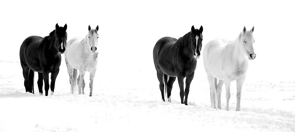 Four Black and White Horses in Snow