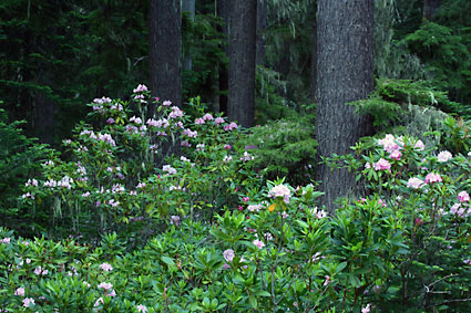 Rhododendron near Oakridge, Oregon