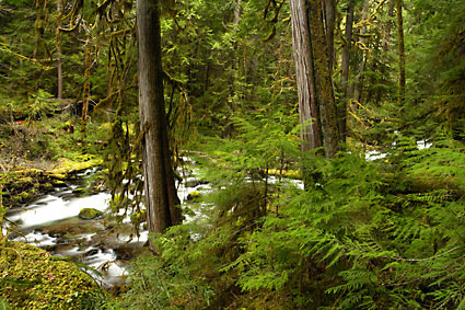 Wall Creek Willamette National Forest Oregon