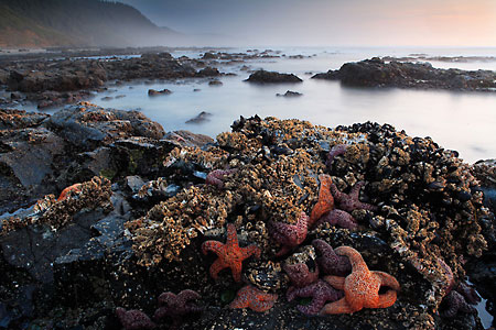 Starfish Barnacles and Mussels Oregon Coast Toketee beach