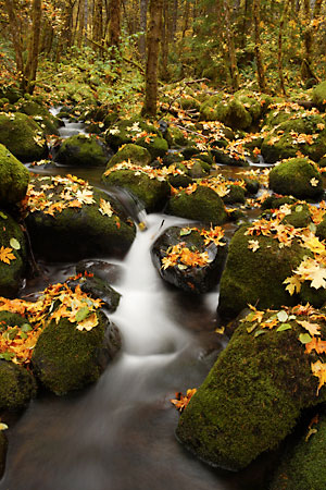 Moss Stream Cascades Bigleaf Maple Leaves Huckleberry Creek Waterfall, Willamette National Forest Oregon