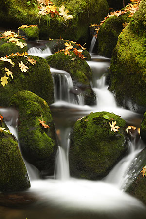 Moss Stream Cascade Bigleaf Maple Leaves Huckleberry Creek, Willamette National Forest Oregon