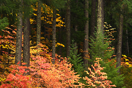 Autumn Color Douglas Fir near Oakridge Willamette National Forest Oregon