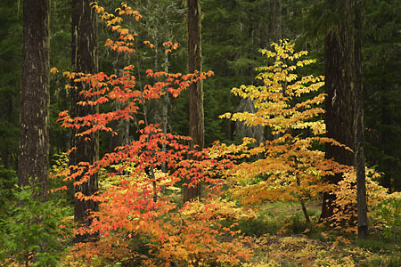 Autumn Color Douglas Fir near Oakridge Willamette National Forest Oregon