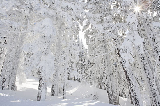 Snow Covered Forest Douglas Fir Mt. Bachelor Oregon