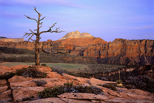 Zion National Park photographs, Utah photographer David Whitten