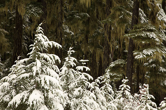 Douglas Fir photo Willamette National Forest Oregon