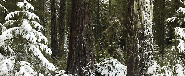 Douglas Fir Willamette National Forest Oregon photographer David Whitten Panorama Panoramic Photograph