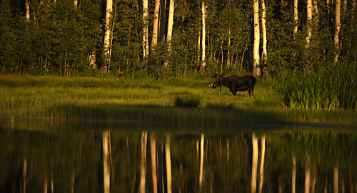 Bull Moose Wasatch Mountain State Park Utah