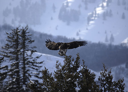 Bald Eagle Wasatch Mountains Utah