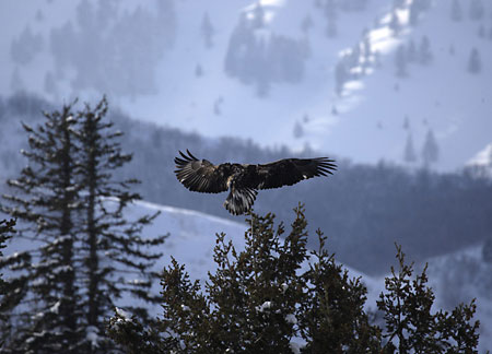 Bald Eagle Wasatch Mountains Utah