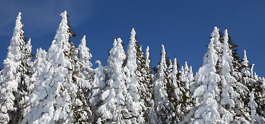 Douglas Fir Winter Forest Snow in trees Cascade Mountains Forest Oregon