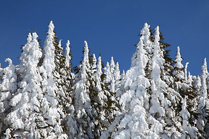 Winter Forest Trees Mt. Bachelor Oregon Cascade Mountains