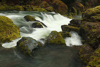 Hills Creek Willamette National Forest Oregon