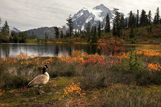 Mt. Shuksan Picture lake North Cascades National Park Washington Mt. Baker Autumn Foliage photographer David Whitten