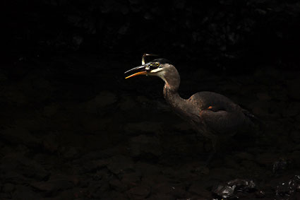 Heron