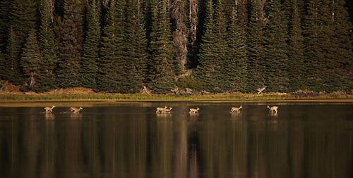 Deer photography - Running in lake, Sparks Lake, Oregon